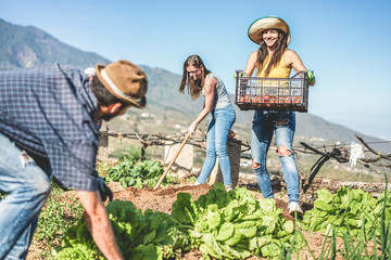 Teamwork harvesting fresh vegetables in the community greenhouse garden