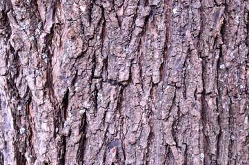 Background. Dark bark of a tree. With blurring around the edges.