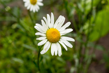 field of white flower chamomile in summer nature