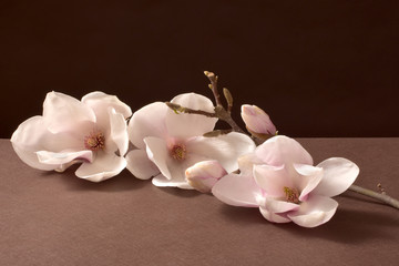 kwiat magnilii, biała magnolia, bukiet, kwiatowy, beuty, roślina, kwiaty, makro, kocham, flora, nastrojowy, dekoracja, swieży, magnolia w wodzie, piękny kwiat, subtelny, zapach, woń, węch, bukiet magn - obrazy, fototapety, plakaty