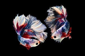 Keuken foto achterwand The moving moment beautiful of siam betta fish in thailand on black background.  © Soonthorn