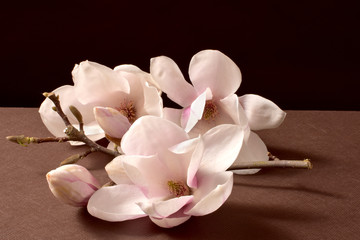 kwiat magnolii, biała magnolia, bukiet, kwiatowy, beuty, roślina, kwiaty, makro, kocham, flora,...