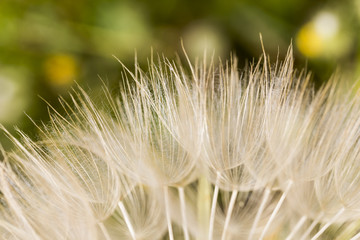 Floral pattern of dandelion seeds from the side in morning sunlight