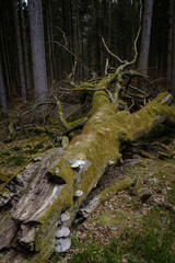 Totholz, Forstenrieder Park, München
