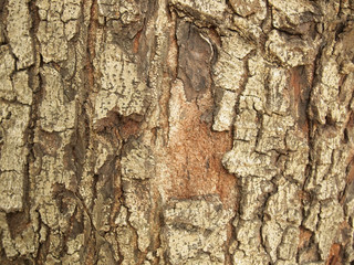 Tree bark texture