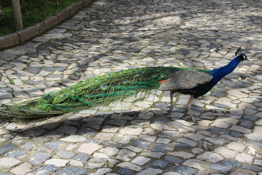 Lisboa