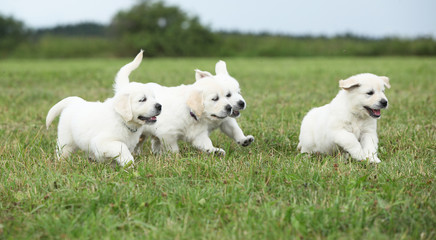 Beautiful group of golden retriever puppies running © Zuzana Tillerova