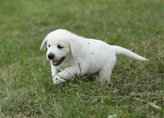 Golden retriever puppy running