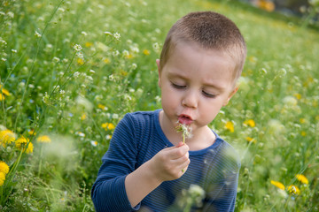 Child blowing dandelion 