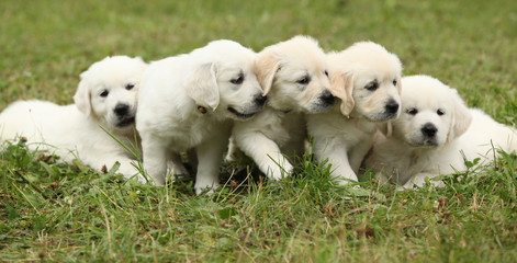 Amazing group of golden retriever puppies