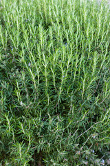 Fresh Rosemary Herb grow outdoor.