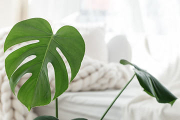 Monstera palm leaves on merino blanket background © photopixel