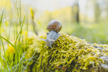 Obraz premium Snail with house on moss, Nature close up with shallow focus area and bokeh
