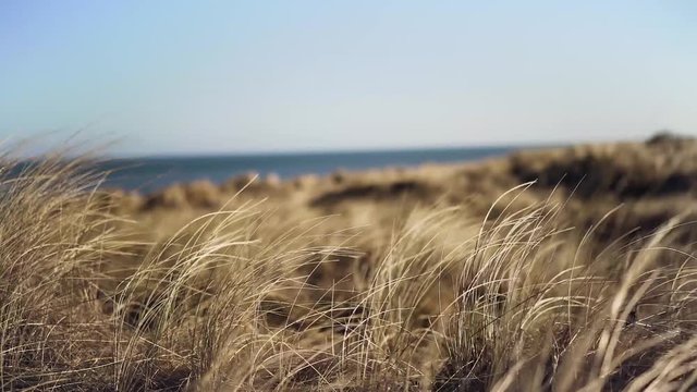 Ostseek&uuml;ste mit Schilf