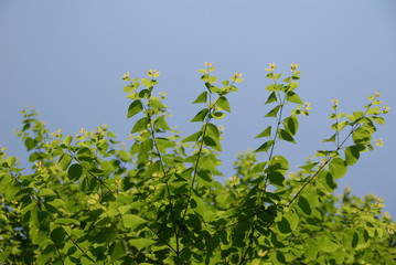 young leaves of Japanese Katsura tree / 空へ向かって伸びる桂の芽吹き