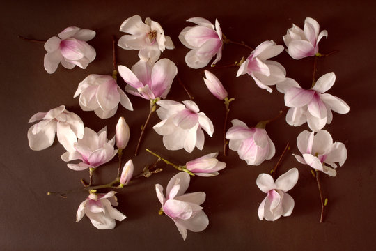 ornament z magnolii, kompozycja magnolii, układ kwiat&oacute;w magnolii, pąki magnolii, florale, zielnik, subtelny układ kwait&oacute;w, brązowy
