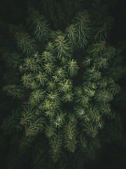 Ervergreen pine forest from above