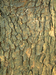Tree bark texture