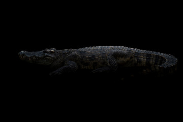 siamese crocodile in the dark