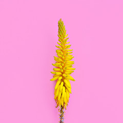 Tropical flower on pink Minimal art