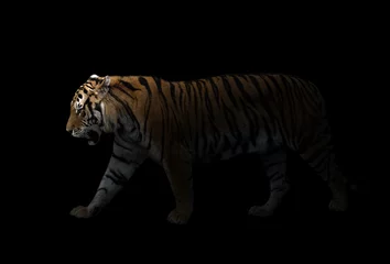 Crédence de cuisine en verre imprimé Tigre tigre sibérien mâle dans l& 39 obscurité