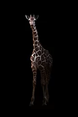 Crédence de cuisine en verre imprimé Girafe girafe debout dans le noir