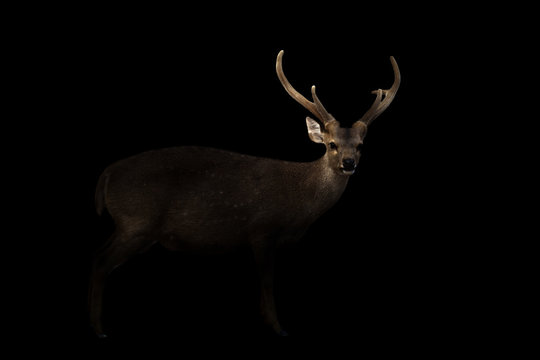 Fototapeta male hog deer in the dark