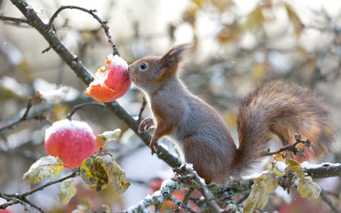 Red squirrel nose on apple in appletree at winter - Powered by Adobe