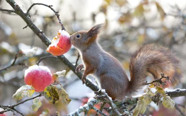 Schilderijen op glas Red squirrel nose on apple in appletree at winter © Juha