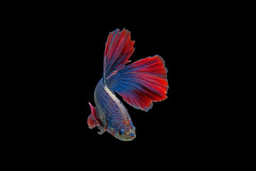 half moon siamese fighting fish on black background with clipping path