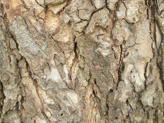 Tree bark texture