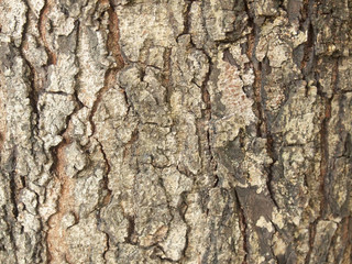 Tree bark texture