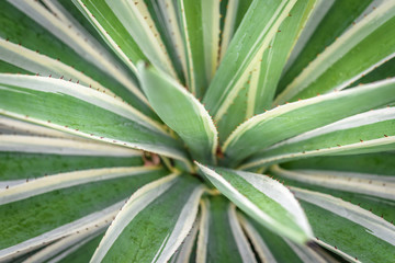 Beautiful plant tree