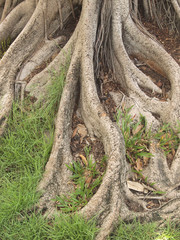 Fototapeta na wymiar Forest tree with roots