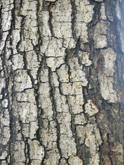 Tree bark texture