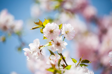 Fototapeta na wymiar Pink flowers on the tree, ornamental cherry, blue sky