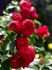 初夏のガーデンに咲く深紅な薔薇