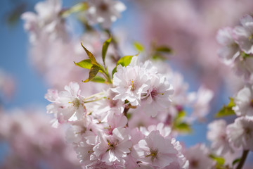 Pink flowers on the tree, ornamental cherry, blue sky