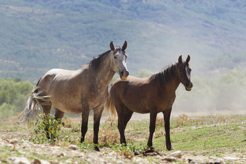 Obraz na płótnie Canvas Dos caballos entre el polvi