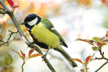 Single Great tit bird on a tree branch during a spring nesting period © Art Media Factory
