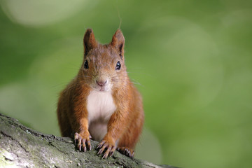 Single Red Squirrel on a tree branch in Poland forest during a spring period