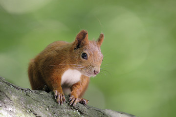 Single Red Squirrel on a tree branch in Poland forest during a spring period