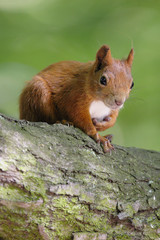 Single Red Squirrel on a tree branch in Poland forest during a spring period