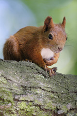 Single Red Squirrel on a tree branch in Poland forest during a spring period