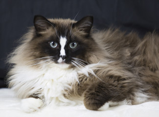 Murphy Ragdoll Cat-Black