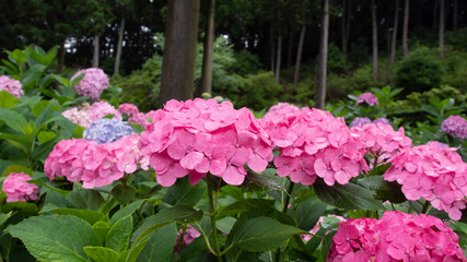 三室戸寺の紫陽花