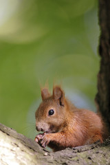 Single Red Squirrel on a tree branch in Poland forest during a spring period