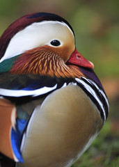 Single male Mandarin Duck bird on grassy soil during spring nesting period