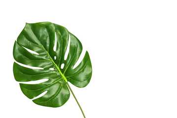 Tropical leaf monstera isolated on white background, top view. Summer fresh foliage concept with space for text.