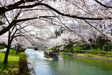 京都伏見の桜